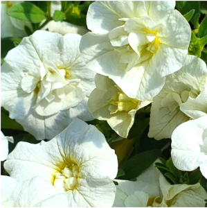 DOUBLE WHITE